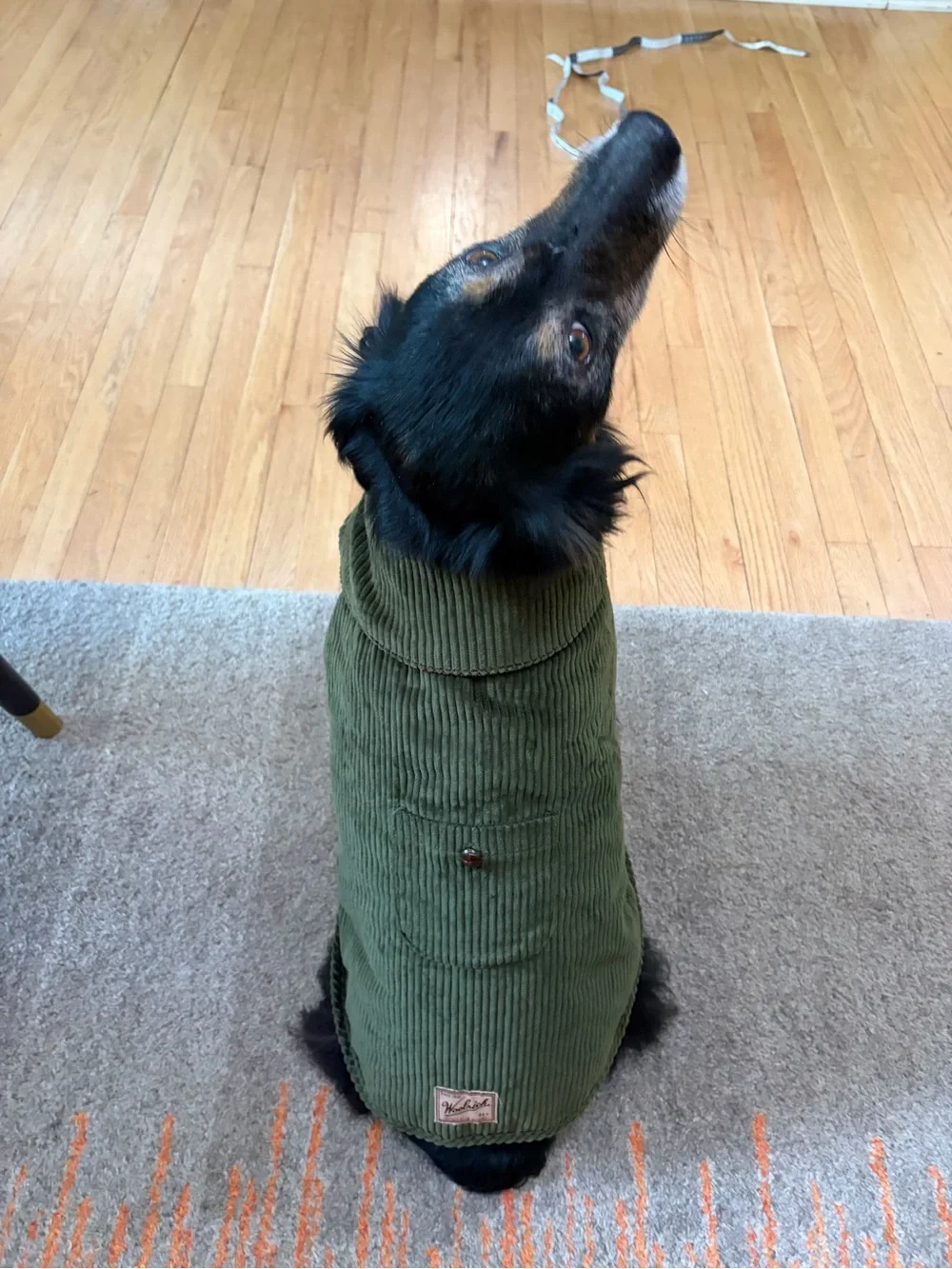 Woolrich Olive Green Corduroy Dog Coat